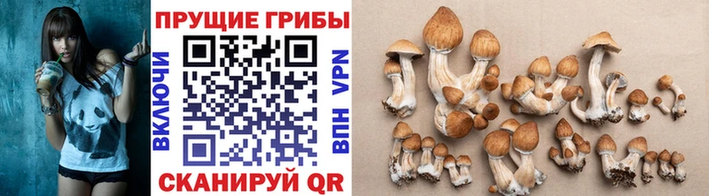 Псилоцибиновые грибы мицелий  где купить наркоту  блэк спрут онион  Полевской 